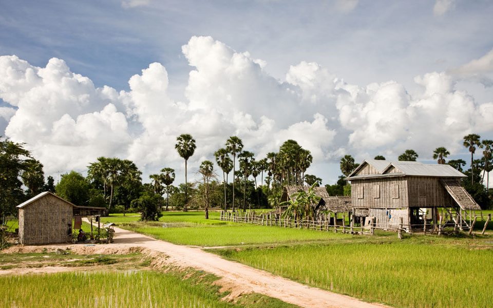 cambodian rice farm